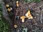 Sárga rókagomba (Cantharellus cibarius), Retyezát